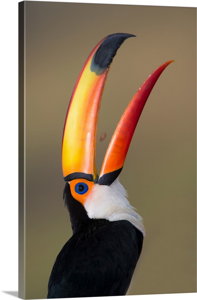 Toco Toucan (Ramphastos Toco), Pantanal Wetlands, Brazil Wall Art ...