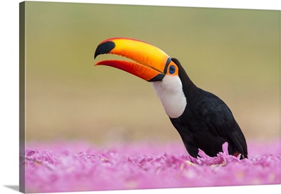 Toco toucan (Ramphastos toco), Pantanal Wetlands, Brazil
