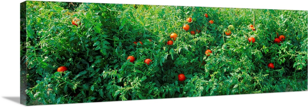 Tomato Plants