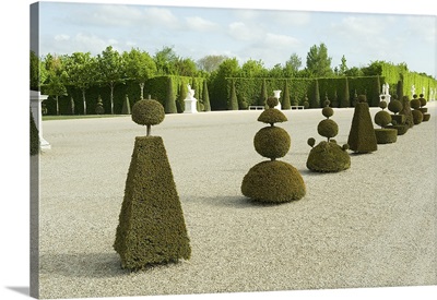 Topiary in a garden, Chateau de Versailles, Versailles, Paris, Ile de France, France