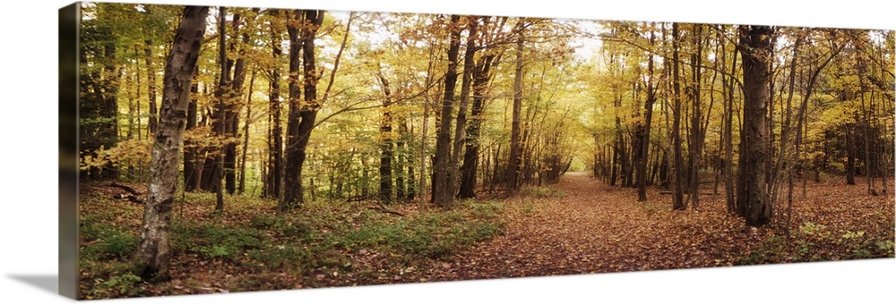 Trail through the forest of the Catskills in Kaaterskill Falls in Autumn