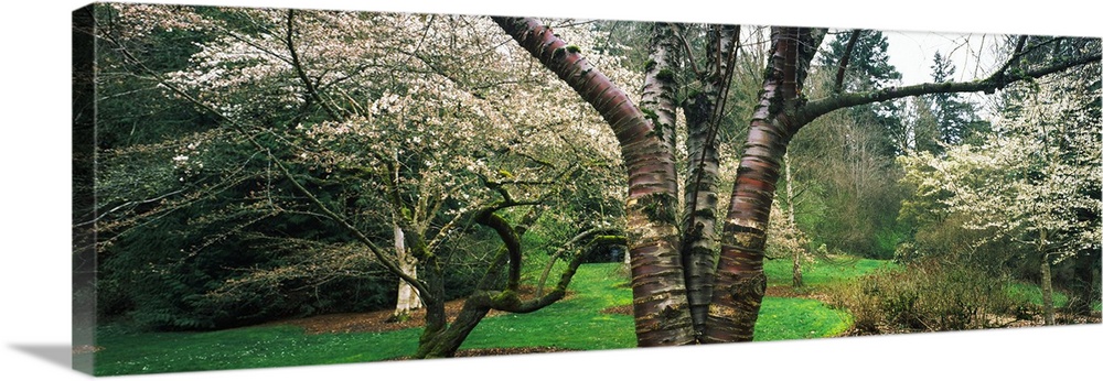 Tree and plants in an Arboretum, Washington Park, Seattle, Washington State, USA