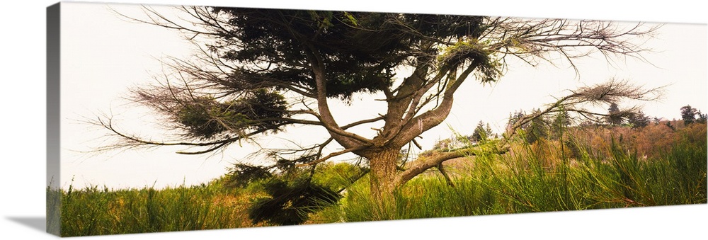 Tree and plants in an Arboretum, Washington Park, Seattle, Washington State, USA