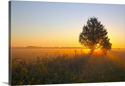 Tree and wildflowers in field at sunrise, Prairie Ridge State Natural Area