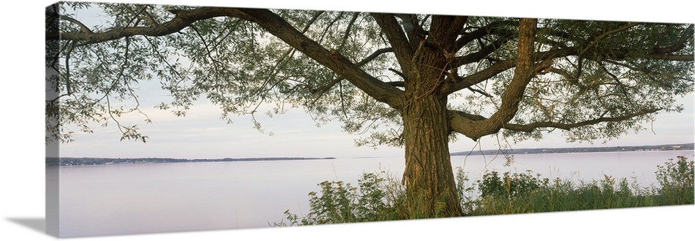 Tree along lake, ??