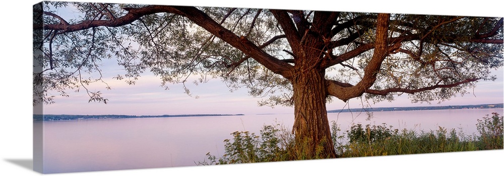 Tree, Northern Wisconsin, USA