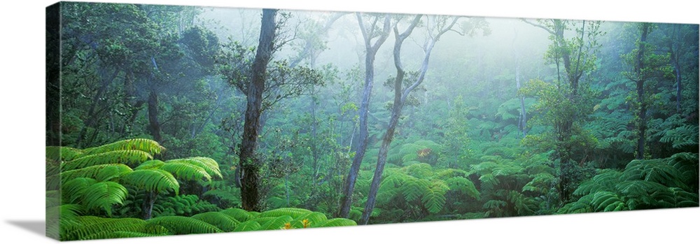 Panoramic photograph includes the sun breaking through a woodland thick with a variety of vegetation found on an island in...