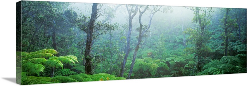 Tree Fern Ohia Forest Hawaii Volcanos National Park Big Island Hawaii ...