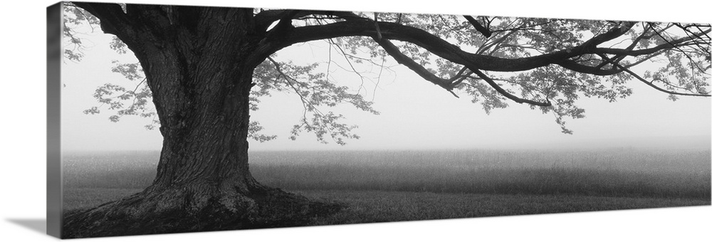 Tree in a farm, Knox Farm State Park, East Aurora, New York State