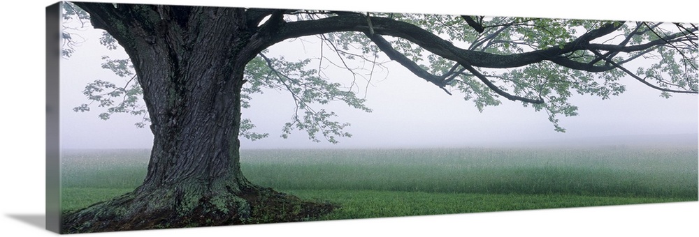 Panoramic photograph of a large tree in front of a vast farm field beneath a thin layer of fog, at Knox Farm State Park in...