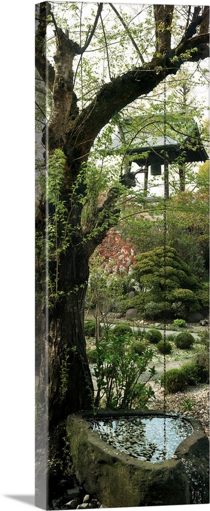 Tree in a garden, Kozan-ji, Yamagata, Japan