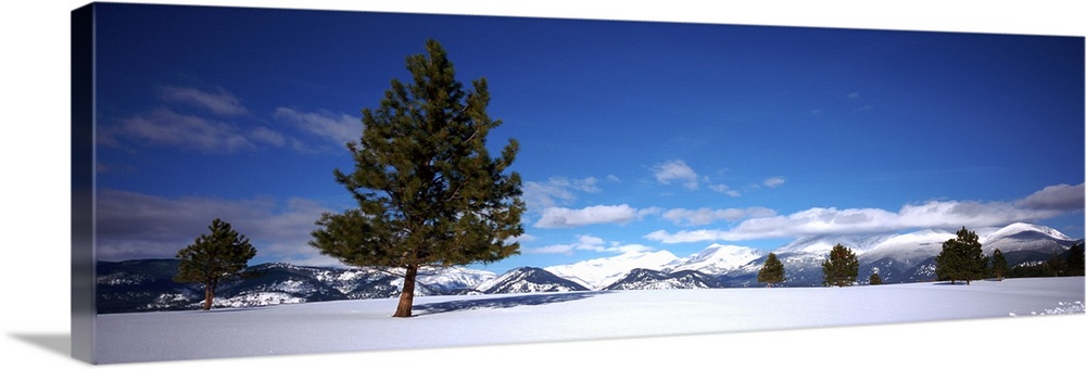 Tree in a snow covered field, Ponderosa pine tree, Montana