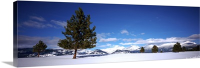 Tree in a snow covered field, Ponderosa pine tree, Montana