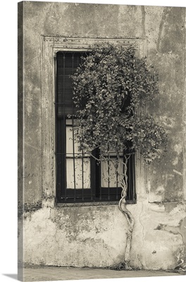 Tree in front of the window of a house, Calle San Jose, Colonia Del Sacramento, Uruguay