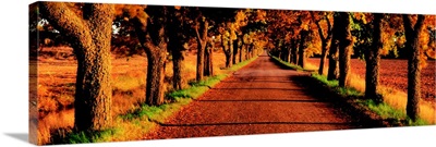 Tree Lined Road