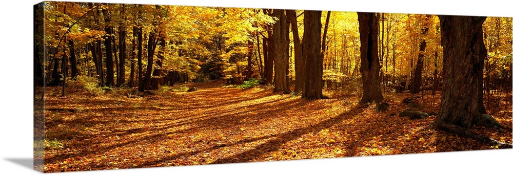 Large canvas print of a road covered in fall leaves and a forest surrounding it.