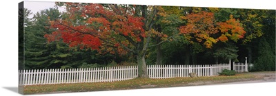 Tree near a picket fence, Vermont