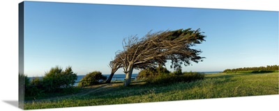 Tree on landscape, Oleron, Charente-Maritime, Poitou-Charentes, France
