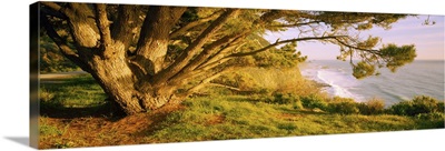 Tree on the coast, Big Sur, California