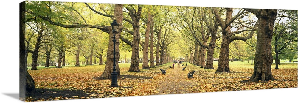 This panoramic picture is of a walking path in a park with large trees lining the path and leaves covering the ground.