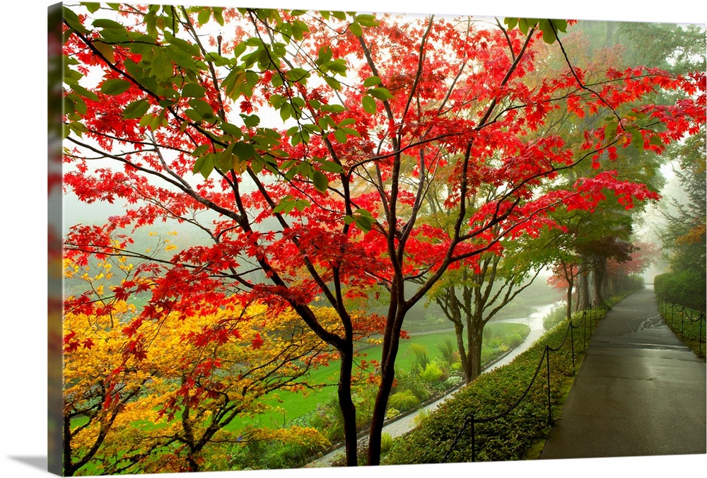 憧れの Japanese 26-Gnarly Wall パネルアート Maple イン 24 インチx 16 - 装飾 ウォール アート  Tree-キャンバス ファブリックパネル - blog.monitomultas.com.br