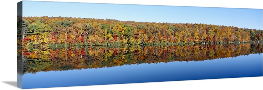 Trees along a lake, Lake Hamilton, Massachusetts