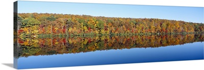 Trees along a lake, Lake Hamilton, Massachusetts