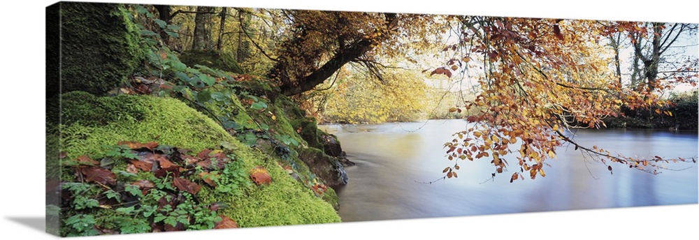 Panoramic photograph displays a tree hanging over a calm waterway in the United Kingdom.  Surrounding the tree is a forest...