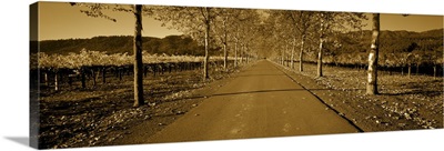 Trees along a road, Beaulieu Vineyard, Rutherford, Napa Valley, Napa, Napa County, California