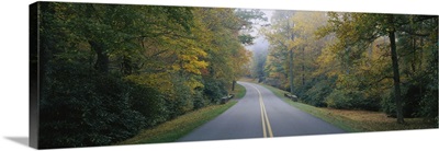 Trees along a road, Blue Ridge Parkway, North Carolina