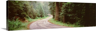 Trees along a road, Lake Crescent Olympic Peninsula, Washington State
