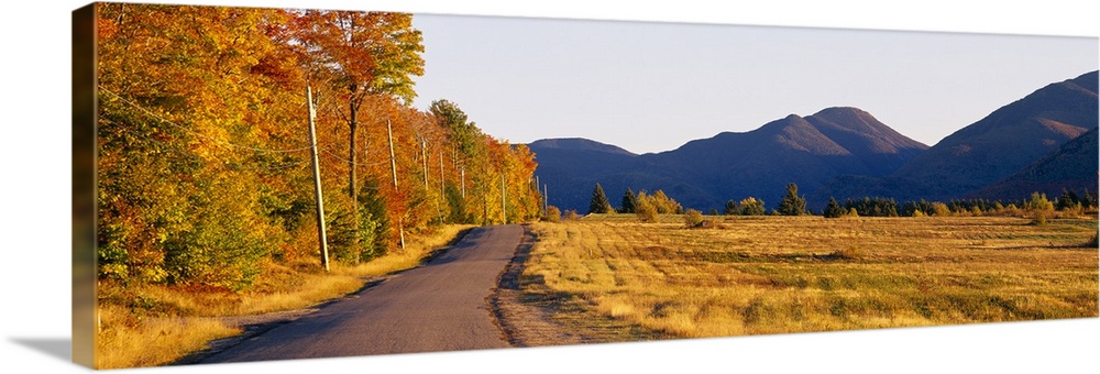 Trees along a road, Lake Placid, Adirondack Mountains, New York State
