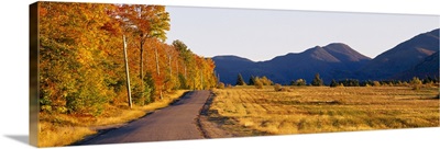 Trees along a road, Lake Placid, Adirondack Mountains, New York State