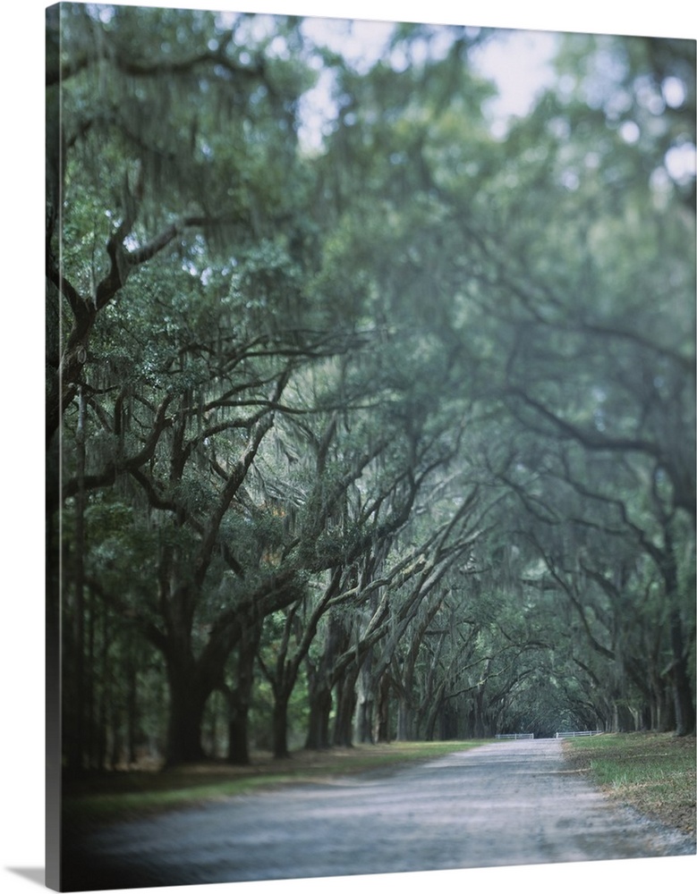 Beautiful picture looking down a road that is lined with large oak trees that are covered with Spanish moss.