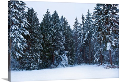 Trees along a snow covered road in a forest, Washington State