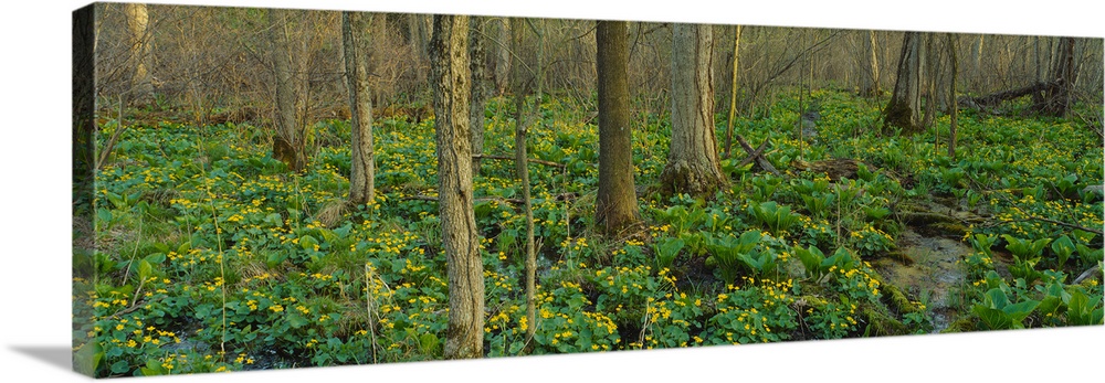 Trees among yellow flowers in the forest, Cedar Bog, Urbana, Ohio