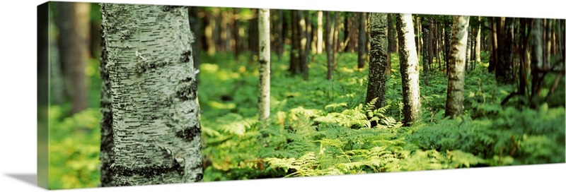 Trees and forest floor Wall Art, Canvas Prints, Framed Prints, Wall ...