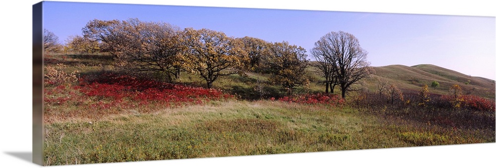 Trees and wild flowers on a landscape, Seven Sisters Prairie, Minnesota