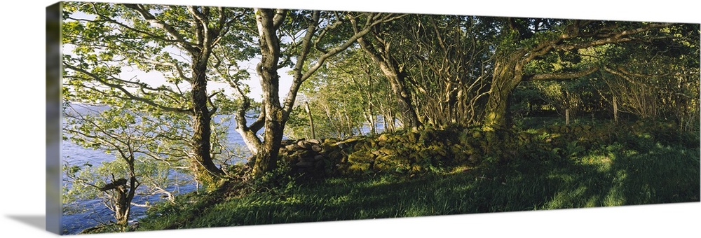Trees at the seaside, Kenmare, County Kerry, Munster, Republic of Ireland