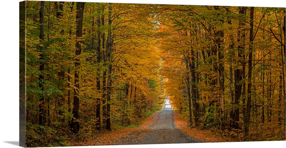 Trees both sides on a dirt road, Iron Hill, Quebec, Canada