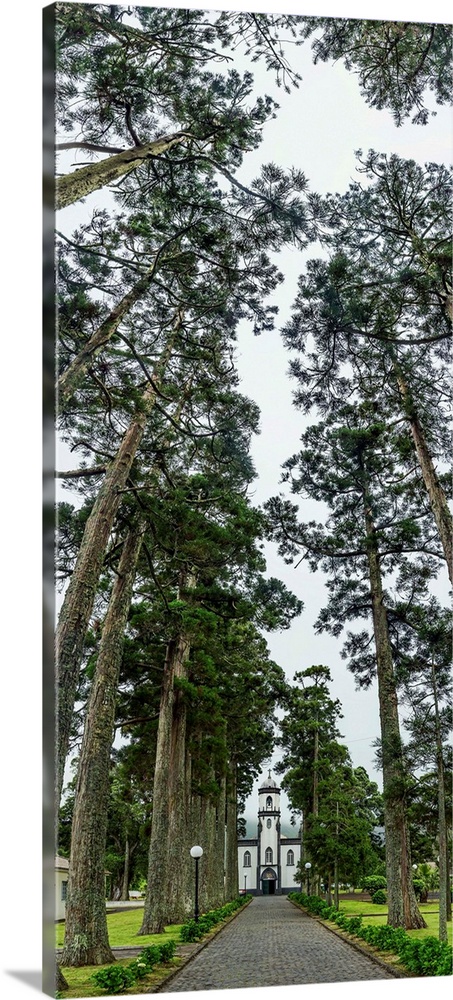 Trees both sides on a path leading to a church, Sete Cidades, Ponta Delgada, Sao Miguel Island, Azores, Portugal