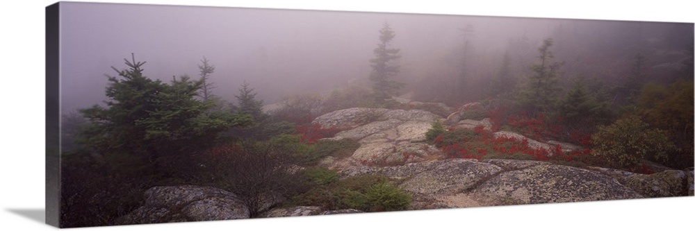 Trees covered with fog, Cadillac Mountain, Acadia National Park, Maine