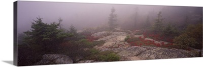 Trees covered with fog, Cadillac Mountain, Acadia National Park, Maine