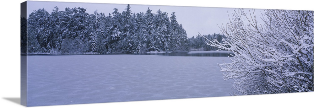 Trees covered with snow along a frozen lake, Heart Lake, Fidalgo Island, Skagit County, Washington State