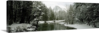 Trees covered with snow, Half Dome, Yosemite National Park, Mariposa County, California