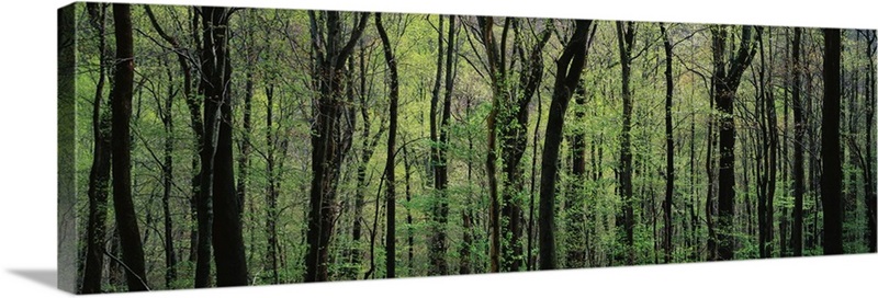 Trees Great Smoky Mountains National Park Wall Art, Canvas Prints ...