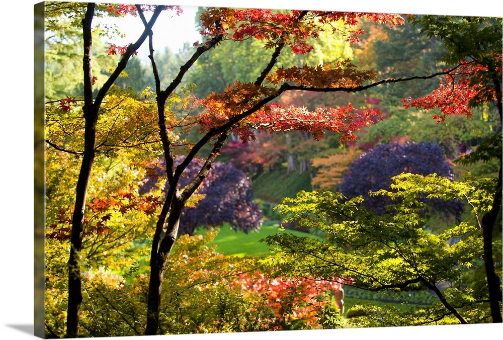 Large canvas photo of brightly colored fall foliage with a garden in the distance.