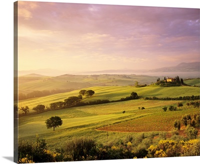Trees in a field at sunrise, Villa Belvedere, Val d'Orcia, Tuscany, Italy