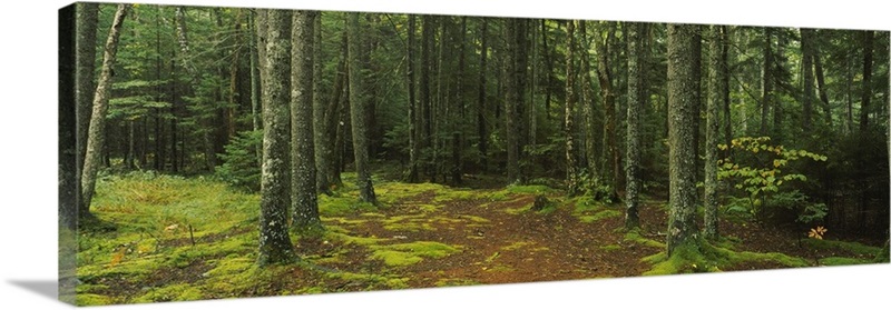 Trees in a forest, Acadia National Park, Maine | Great Big Canvas