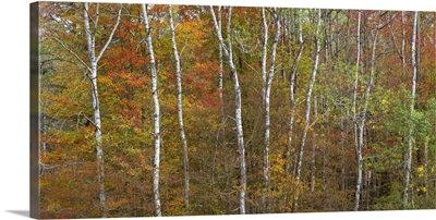 Trees in a forest, Allegany State Park, New York State